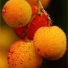 Arbustus unedo