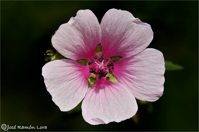 Althaea cannabina