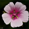 Althaea cannabina
