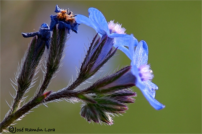 Anchusa italica