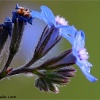 Anchusa italica