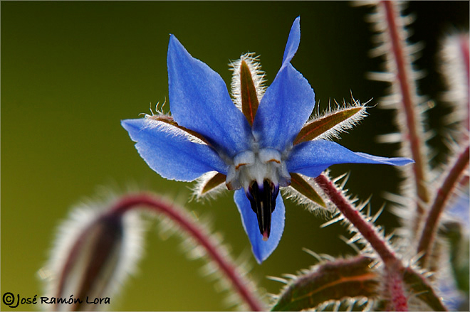 Borago officinalis