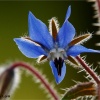 Borago officinalis
