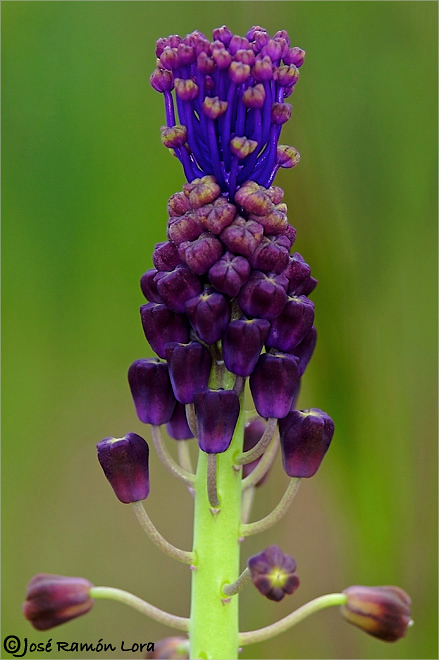 Muscari comosum