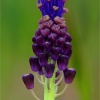 Muscari comosum