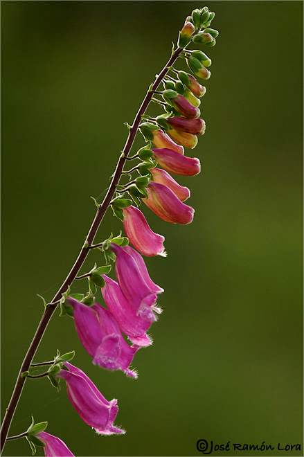 Digitalis purpurea