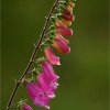 Digitalis purpurea