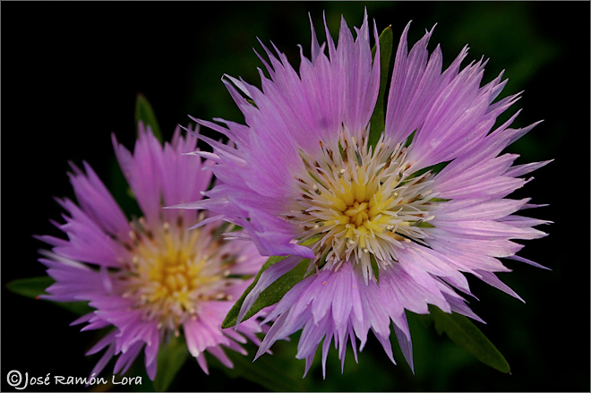 Centaurea pullata