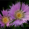 Centaurea pullata