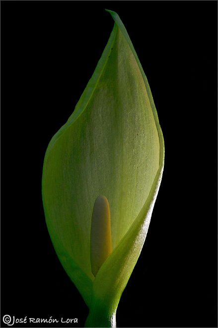 Arum italicum