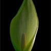 Arum italicum