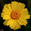 Coleostephus myconis