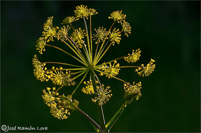 Ferula communis