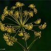 Ferula communis