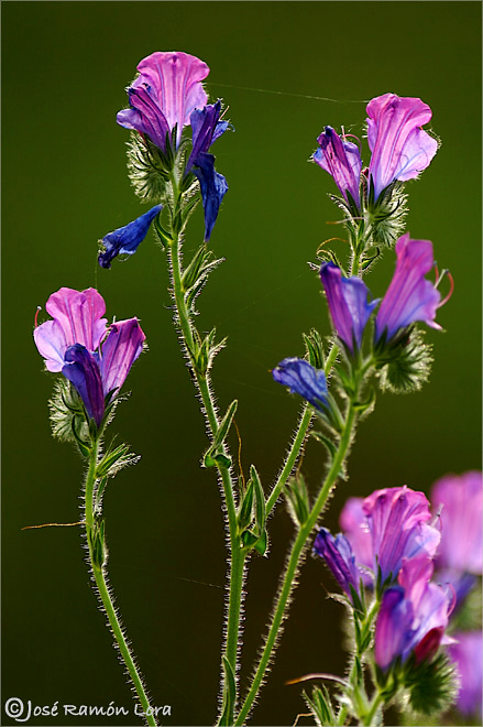 Echium plantagineum