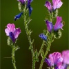 Echium plantagineum