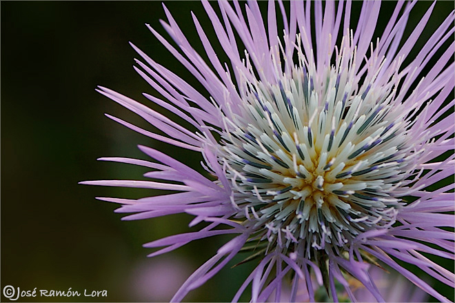Galactites tomentosa