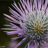 Galactites tomentosa