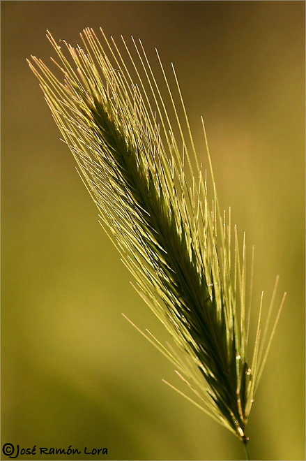Hordeum leporinum