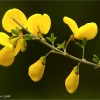 Genista polyanthos