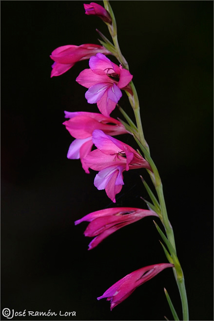 Gladiolus illyricus