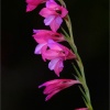Gladiolus illyricus