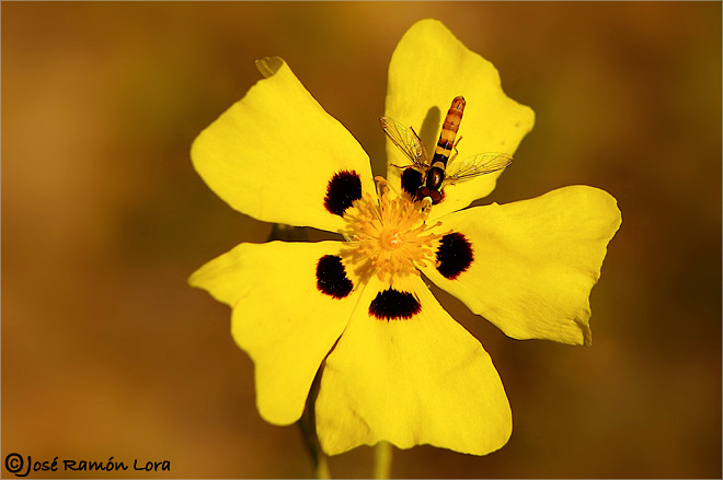 Halimium halimifolium