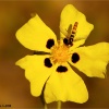 Halimium halimifolium