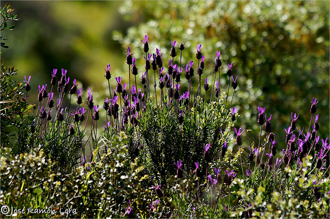 Lavandula stoechas