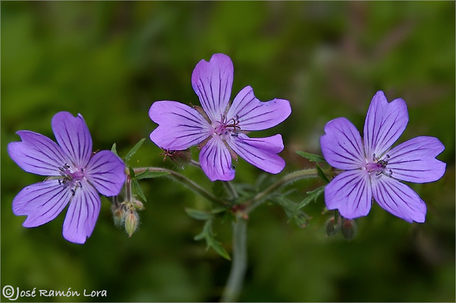Geranium sp.