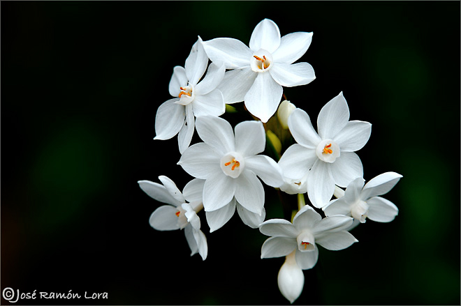 Narcissus papyraceus