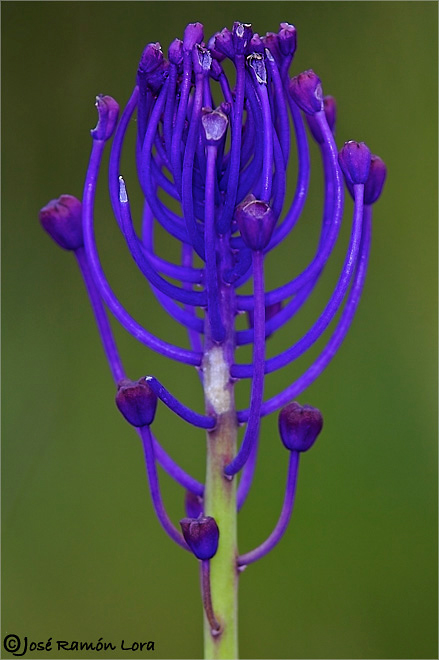 Muscari comosum
