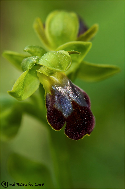 Ophrys fusca