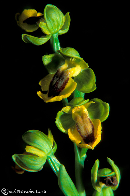 Ophrys lutea