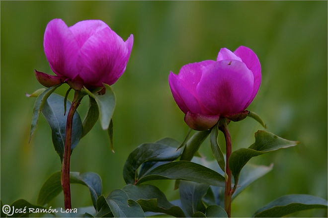Paeonia broteroi