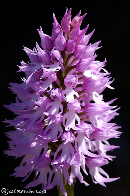 Orchis italica