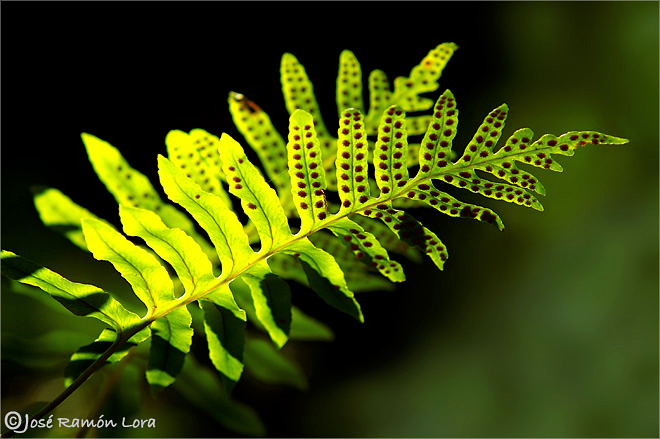 Polypodium cambricum