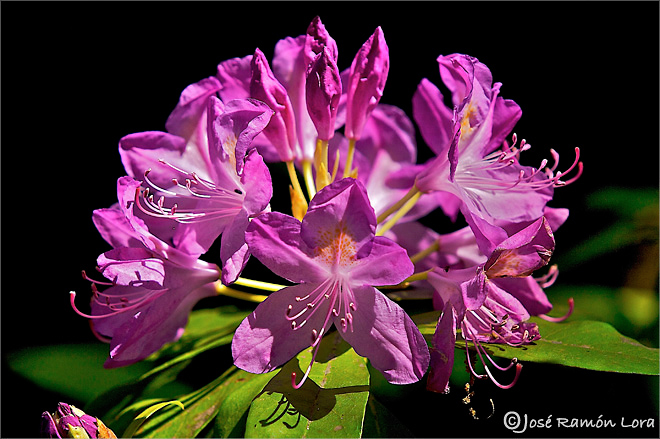 Rhododendron ponticum subsp. baeticum