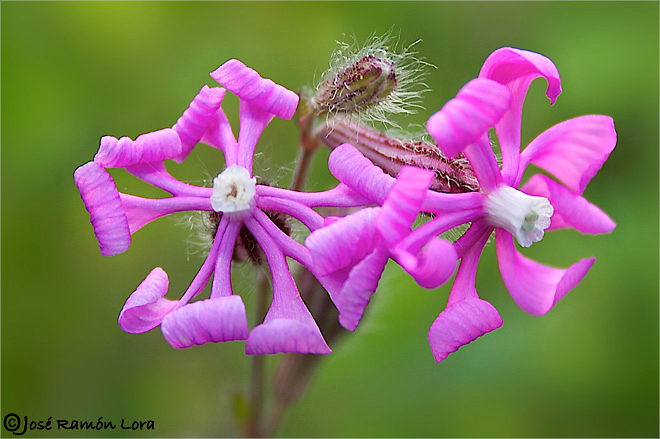 Silene colorata