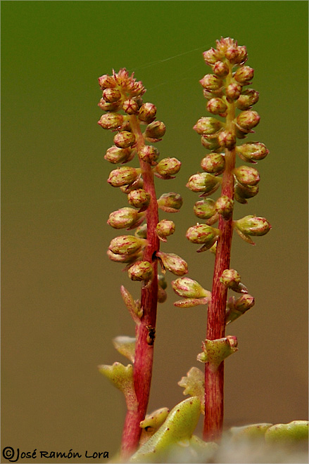 Umbilicus rupestris
