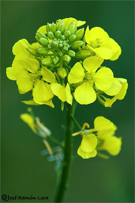 Sinapis alba