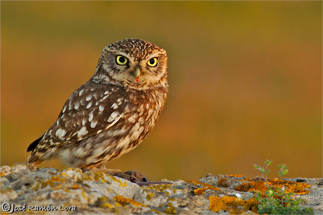 Mochuelo común (Athene noctua)