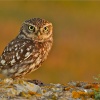 Mochuelo común (Athene noctua)