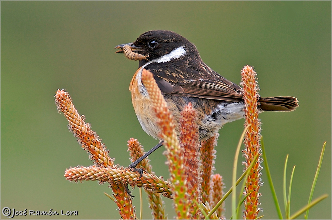 Tarabilla común (Saxicola torquata)