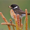 Tarabilla común (Saxicola torquata)