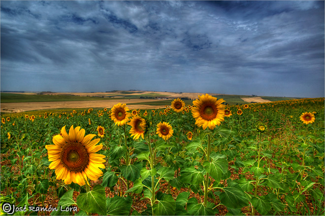 Campiña de Sevilla. Campo de girasoles