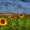 Campiña de Sevilla. Campo de girasoles