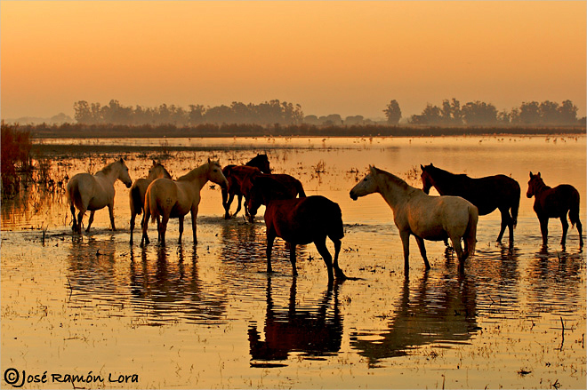 Marisma del Guadalquivir. Huelva. Parque Nacional de Doñana. Caballos en la Rocina