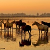 Marisma del Guadalquivir. Huelva. Parque Nacional de Doñana. Caballos en la Rocina