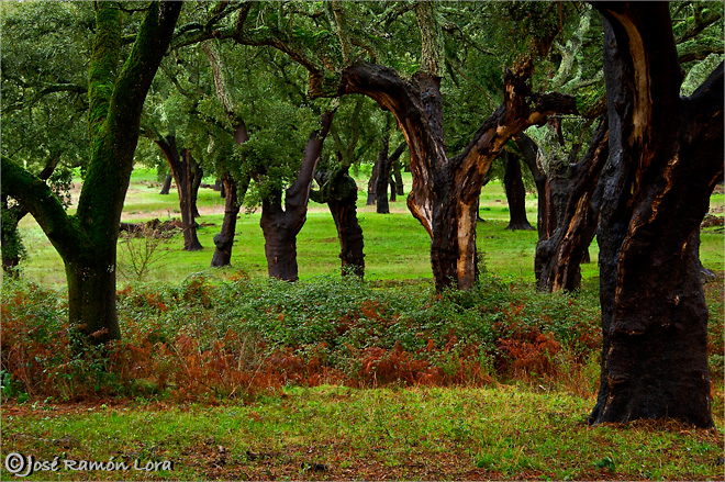 Sierra Morena. Sierra Norte de Sevilla. Alcornocal